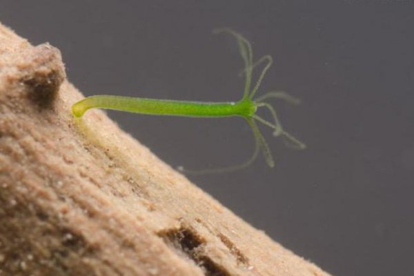 Ссылка на кракен официальный сайт