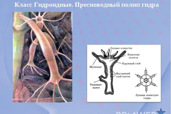 Забыл пароль от кракен